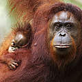 Orang-Utan Weibchen mit Nachwuchs auf Borneo © Fiona Rogers / naturepl.com / WWF