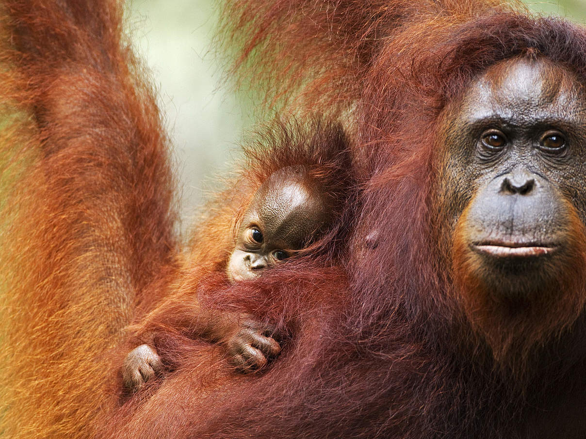 Orang-Utan Weibchen mit Nachwuchs auf Borneo © Fiona Rogers / naturepl.com / WWF