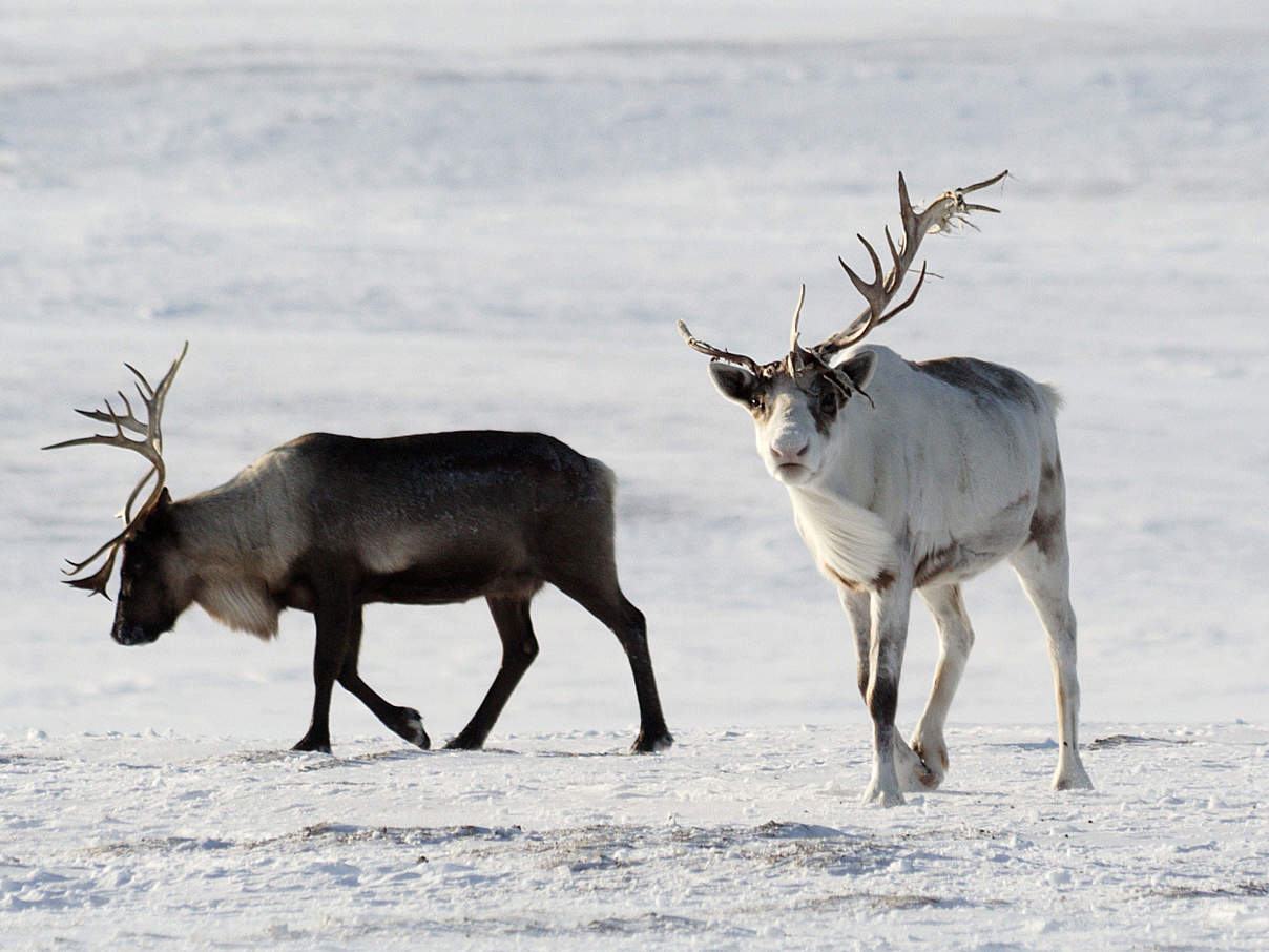 Rentiere in der Arktis © Dmitry Deshevykh / WWF Russland