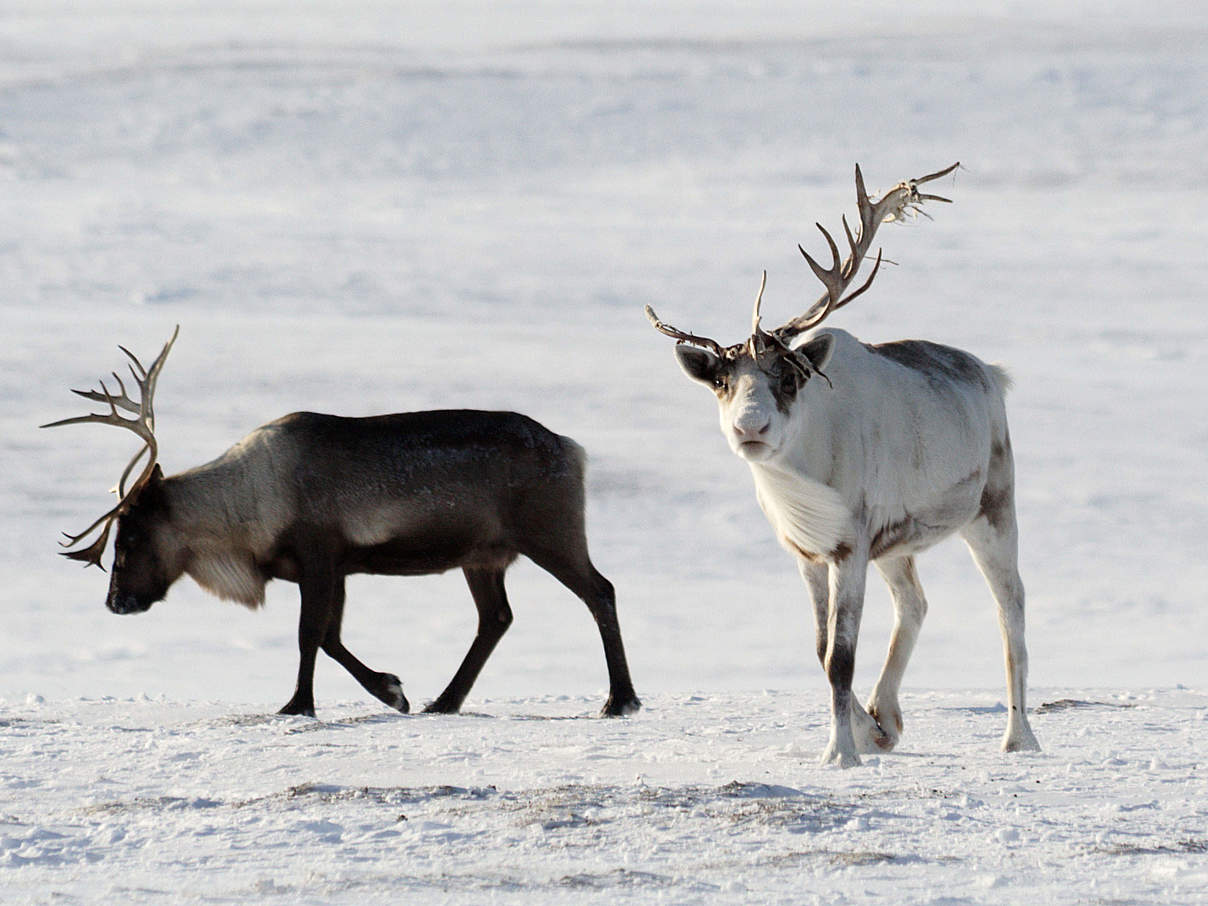 Rentiere in der Arktis © Dmitry Deshevykh / WWF Russland Rentiere in der Arktis © Dmitry Deshevykh / WWF Russland