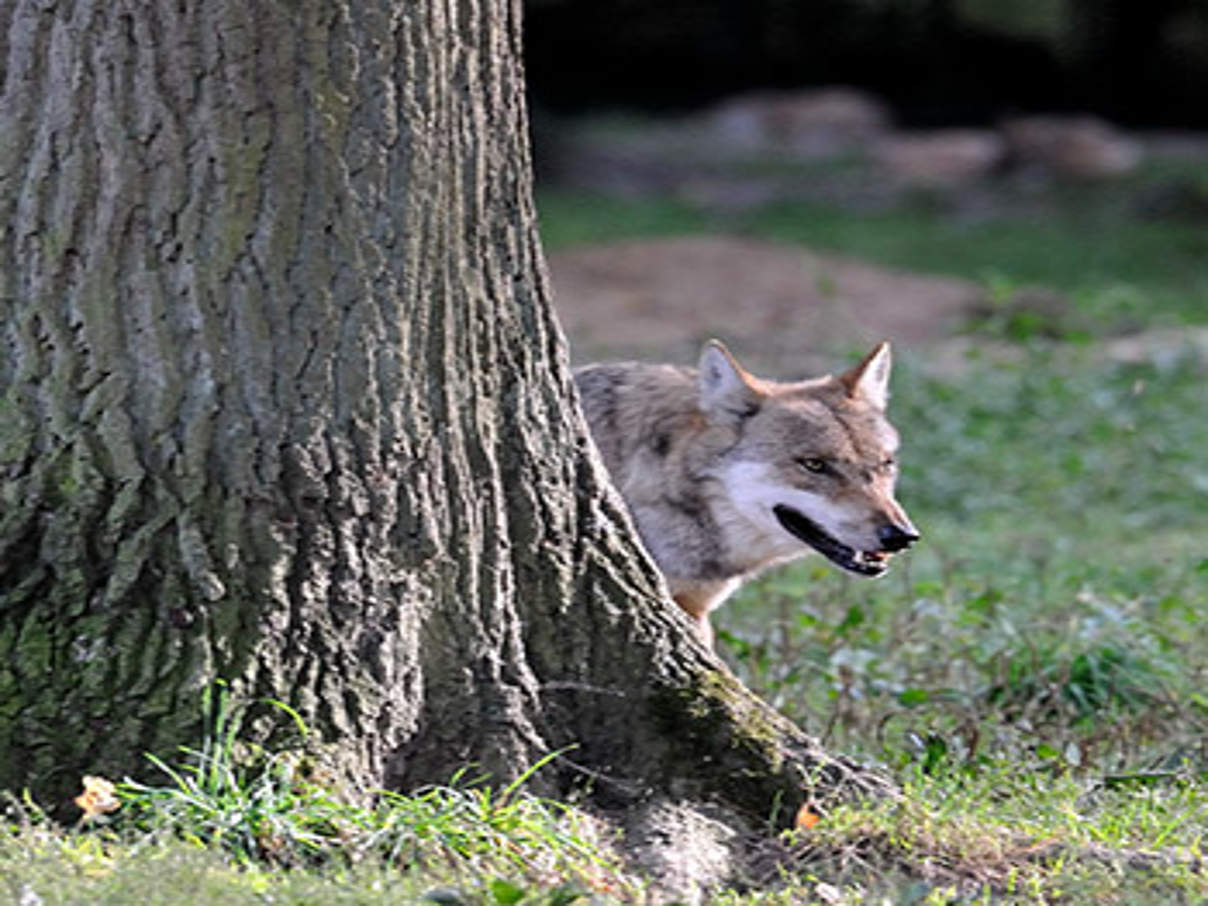 Der Wolf gehört nicht ins Jagdrecht. © Ralph Frank WWF