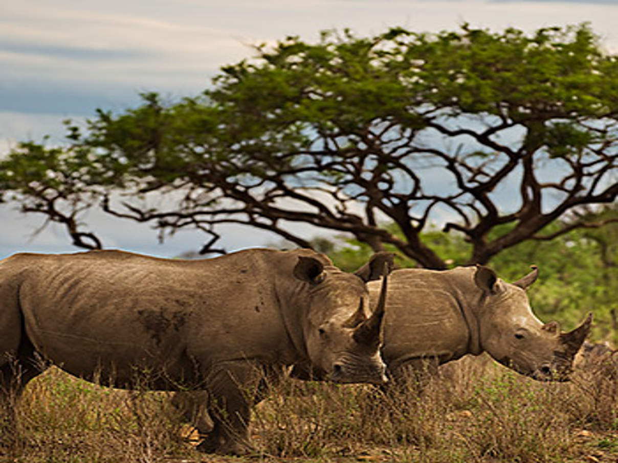Nashörner in Südafrika © Brent Stirton / Getty Images / WWF