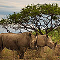 Nashörner in Südafrika © Brent Stirton / Getty Images / WWF