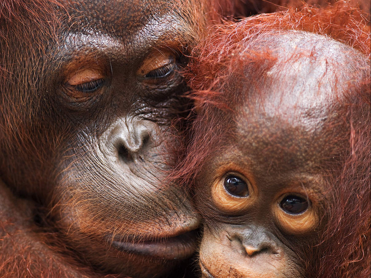 Weiblicher Borneo-Orang-Utan mit Jungtier © naturepl.com / Anup Shah / WWF