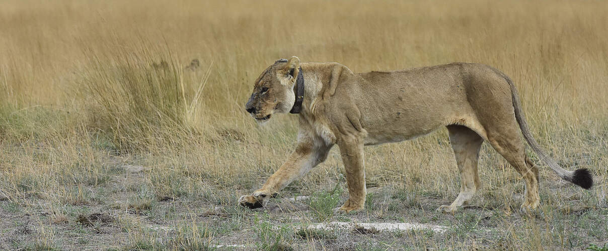 Besenderter Löwe in Sambia © Christiaan van der Hoeven / WWF-Netherlands