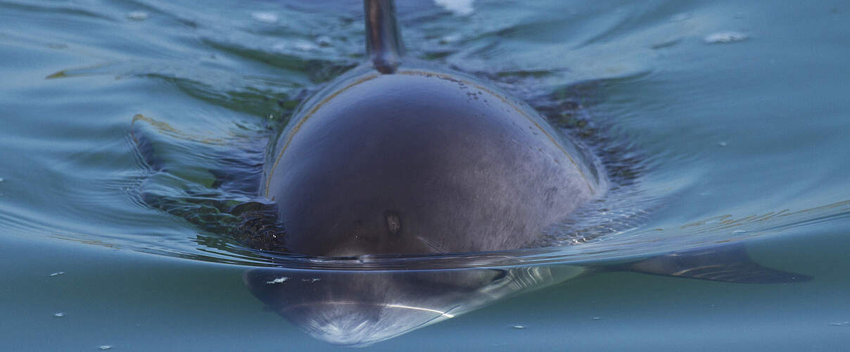 Schweinswal schwimmt in der Nordsee nahe Oosterschelde