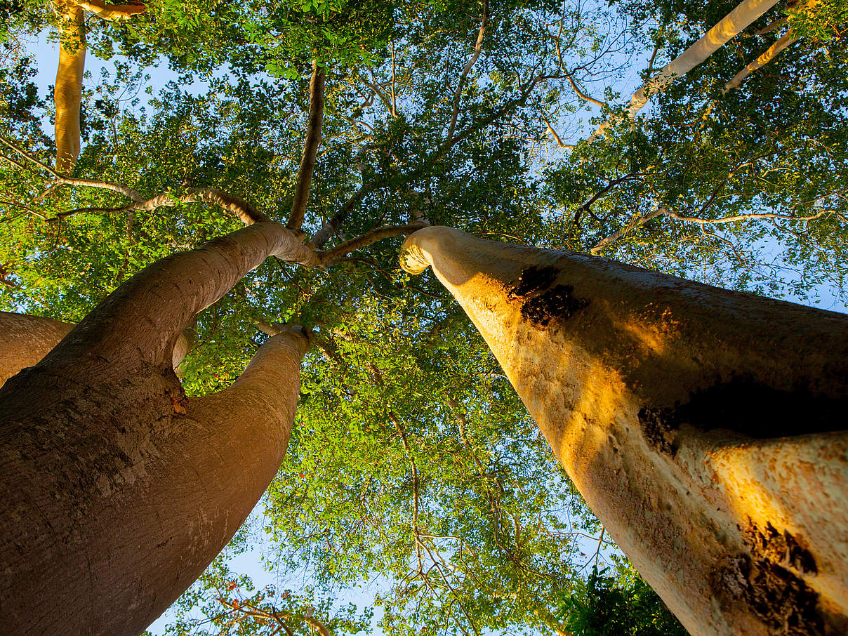 Bäume in Tansania © Greg Armfield / WWF