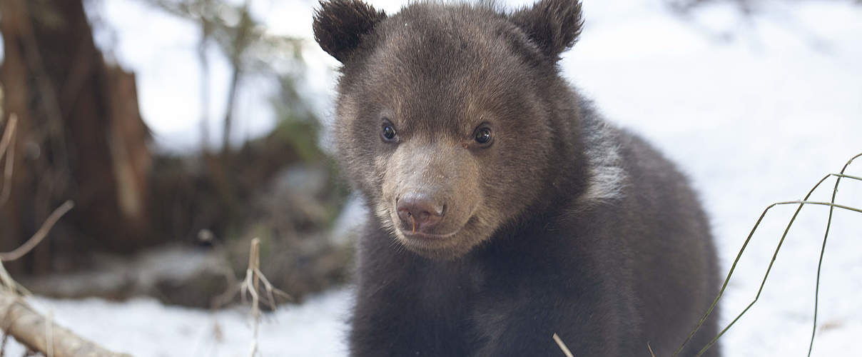 Ein Bären-Junges im Waisenhaus © WWF Rumänien