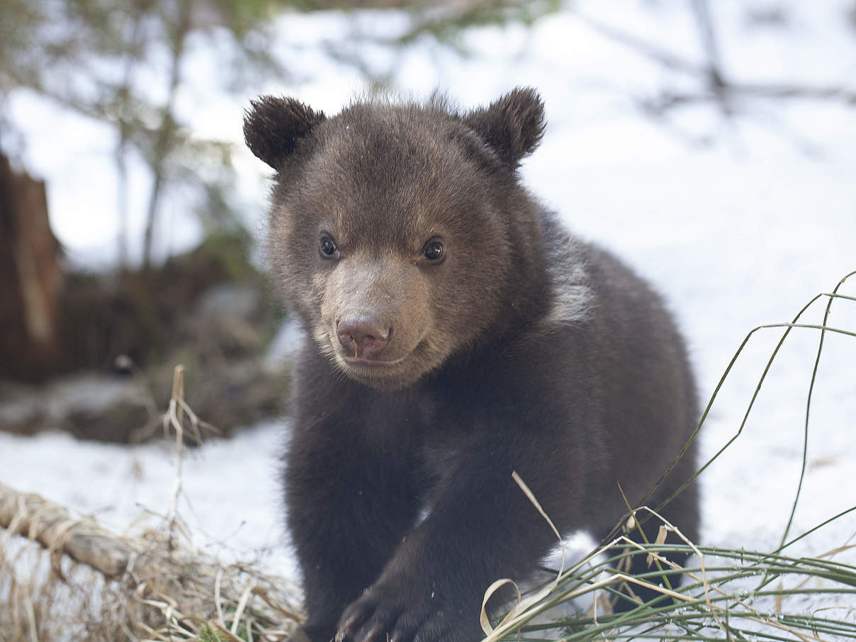 Ein Bären-Junges im Waisenhaus © WWF Rumänien