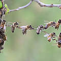 Bienen © Viesinsh / iStock / Getty Images