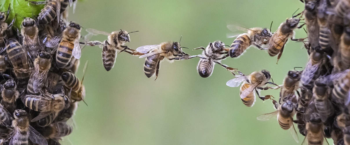 Bienen © Viesinsh / iStock / Getty Images