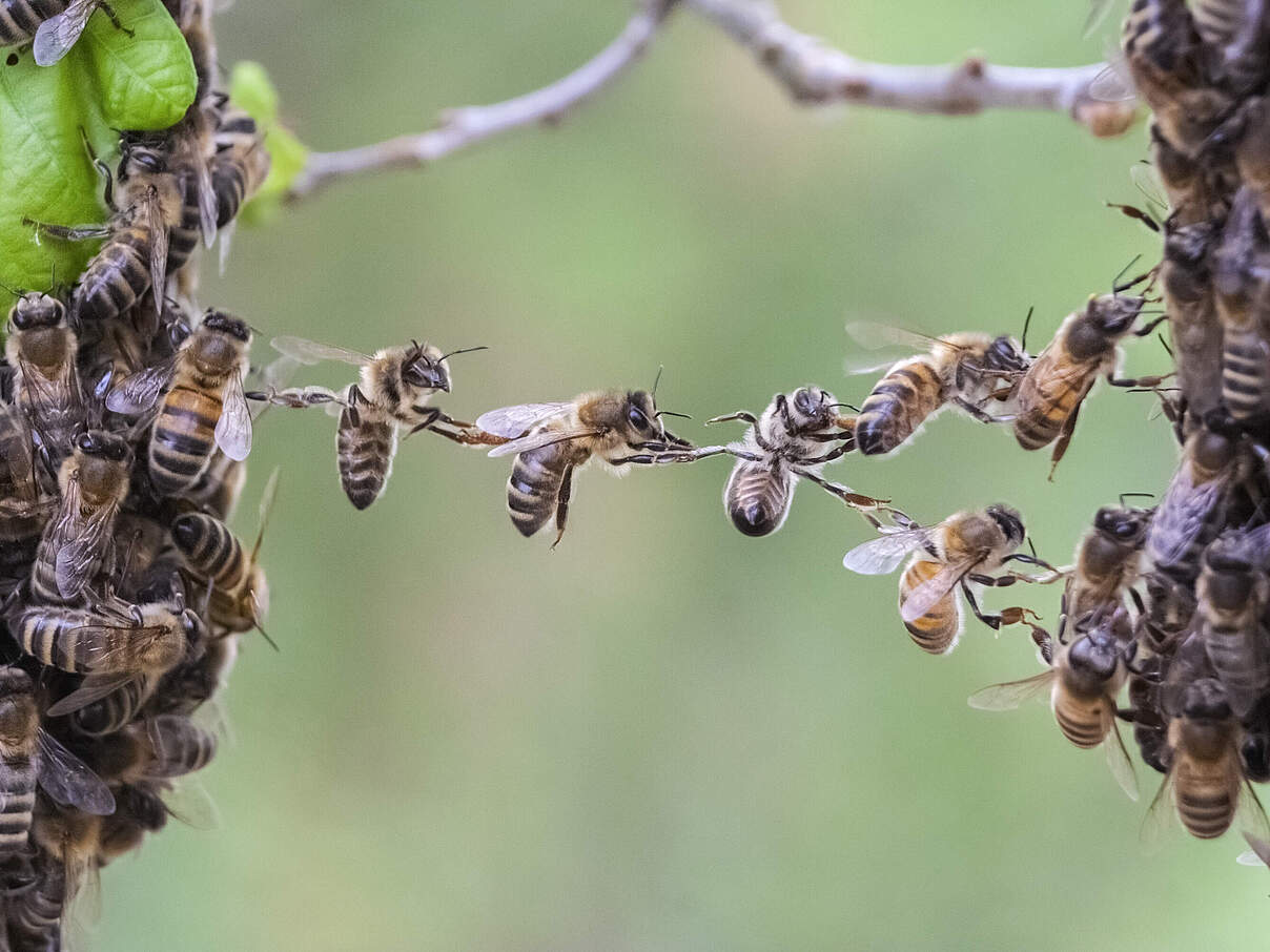 Bienen © Viesinsh / iStock / Getty Images