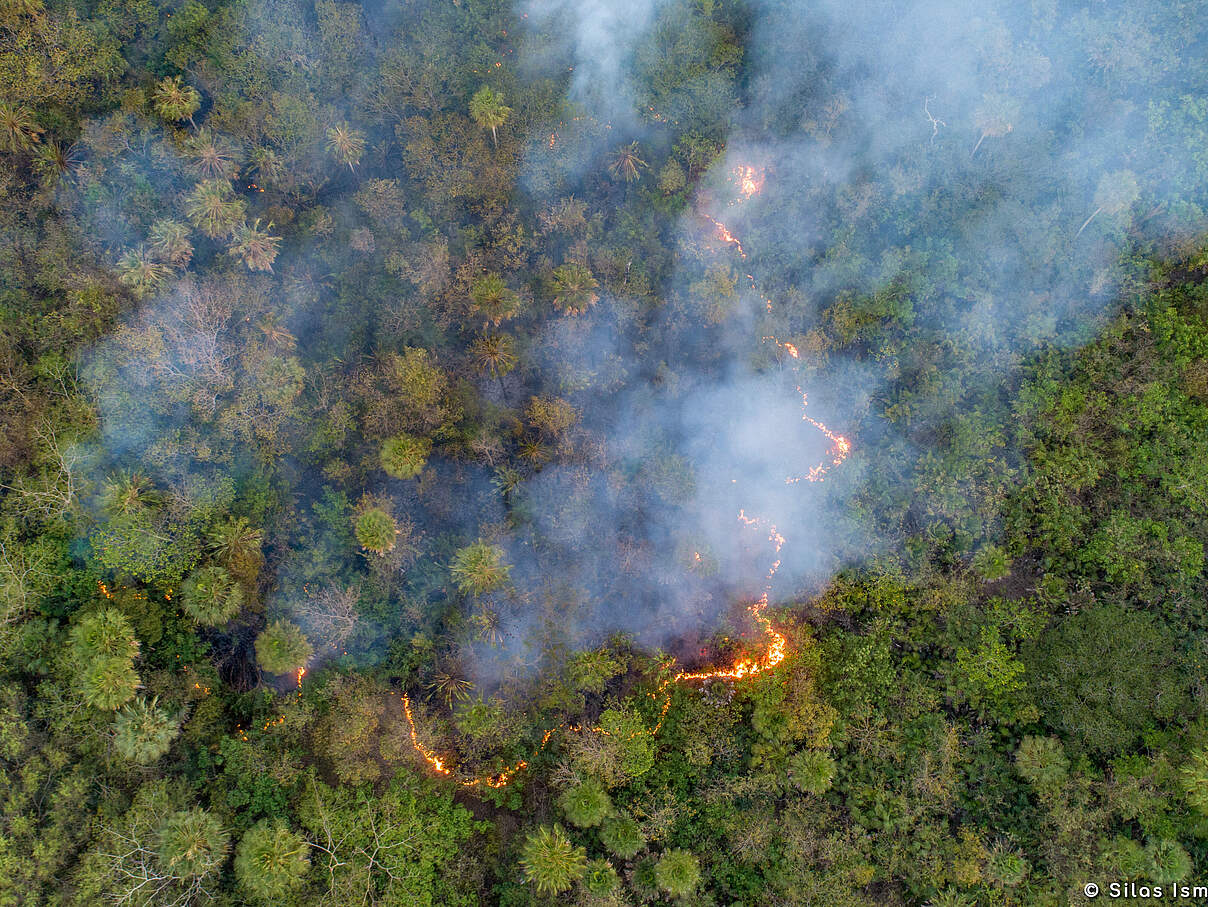Feuer im Pantanal 2020 © Silas Ismael / WWF Brazil