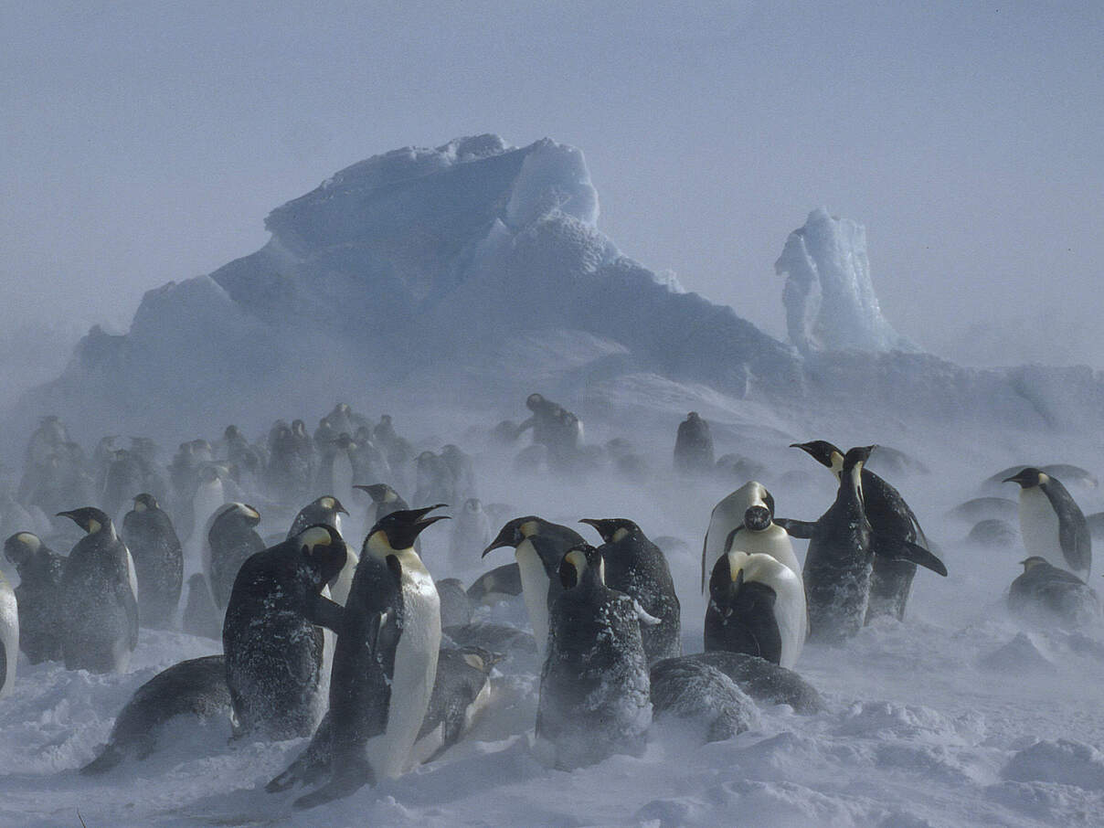 Kaiserpinguine in einem Schneesturm 