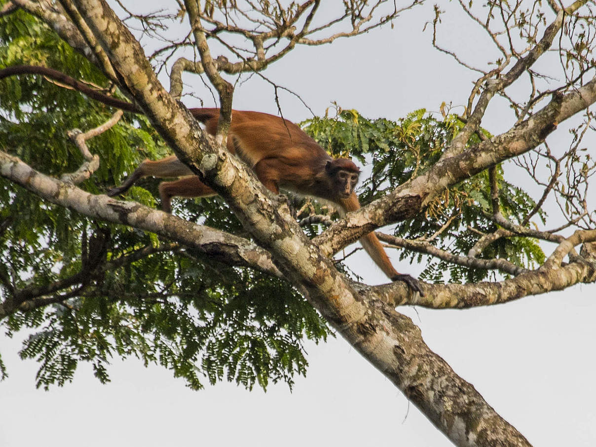 Rotschwanzmeerkatze im Salonga Nationalpark © Thomas Nicolon / WWF