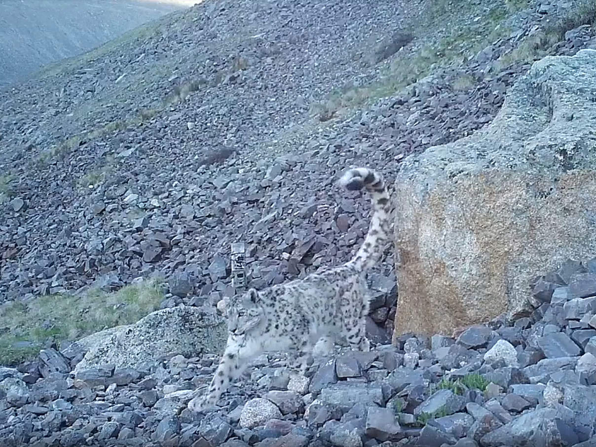 Kamerafallen-Aufnahme von Schneeleopard Khorgai © WWF Russland