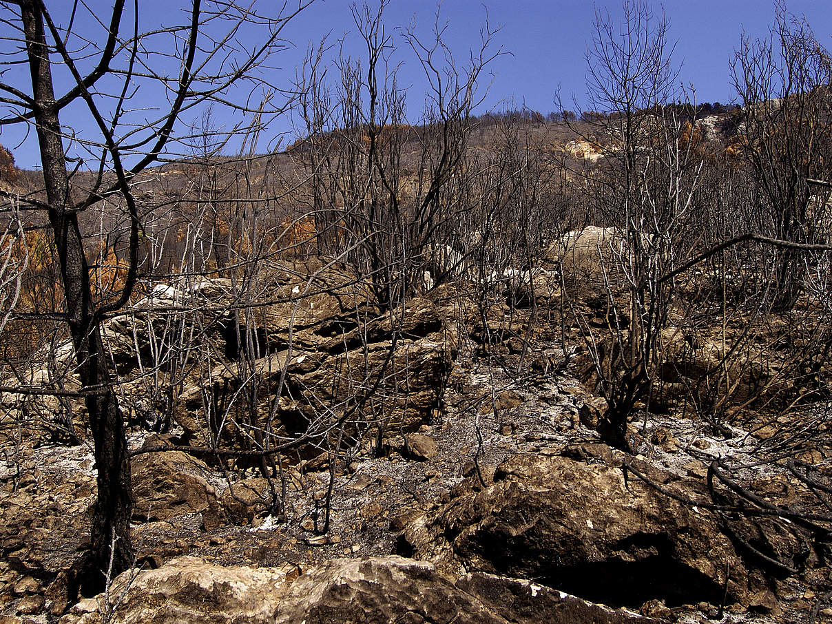 Verbrannte Bäume in der Türkei © Michel Gunther / WWF