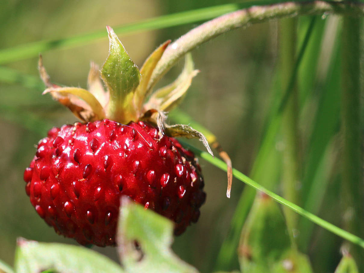 Walderdbeere © Kari Schnellmann 