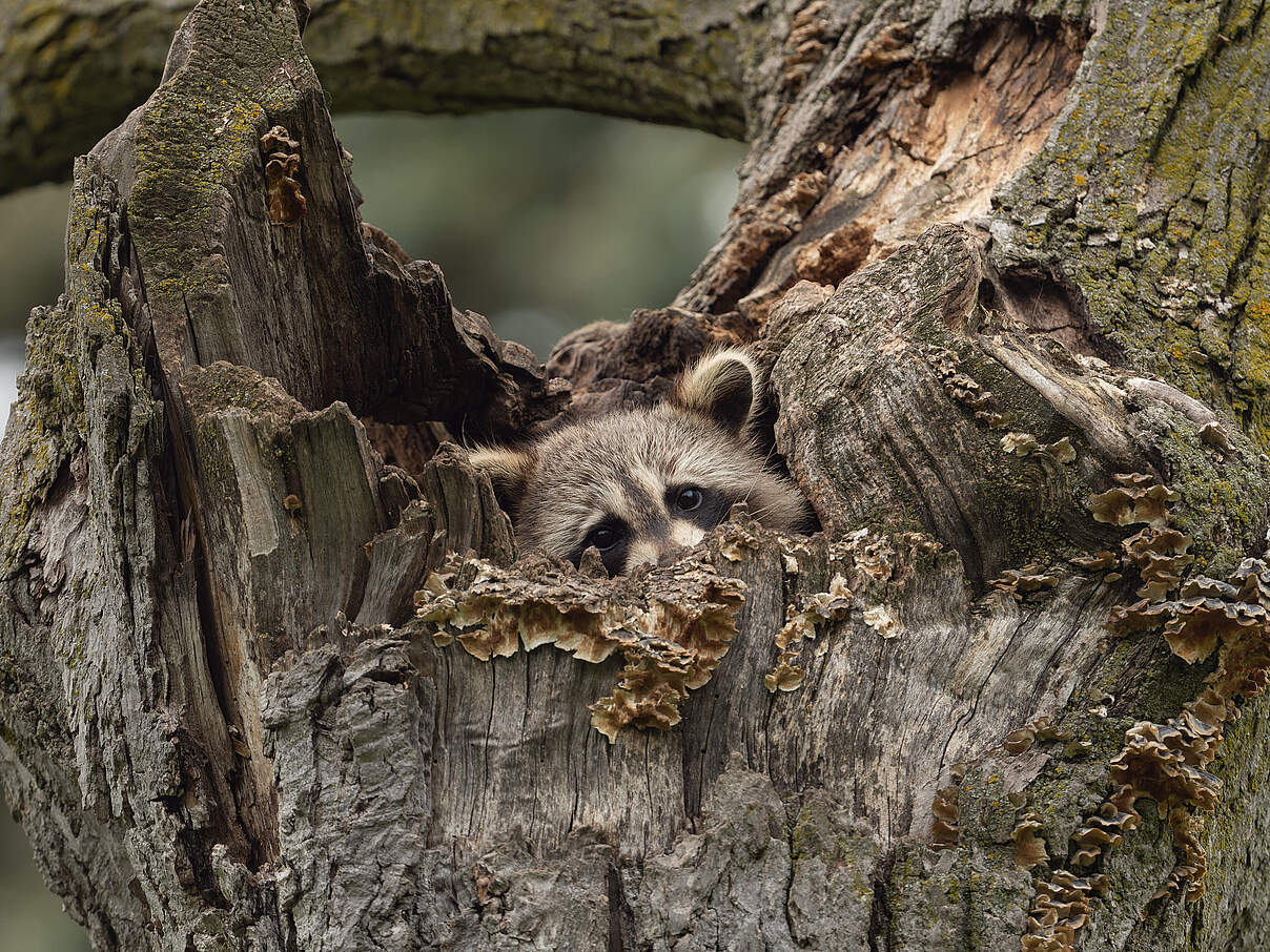 Waschbär © Sarah Pietrkiewicz