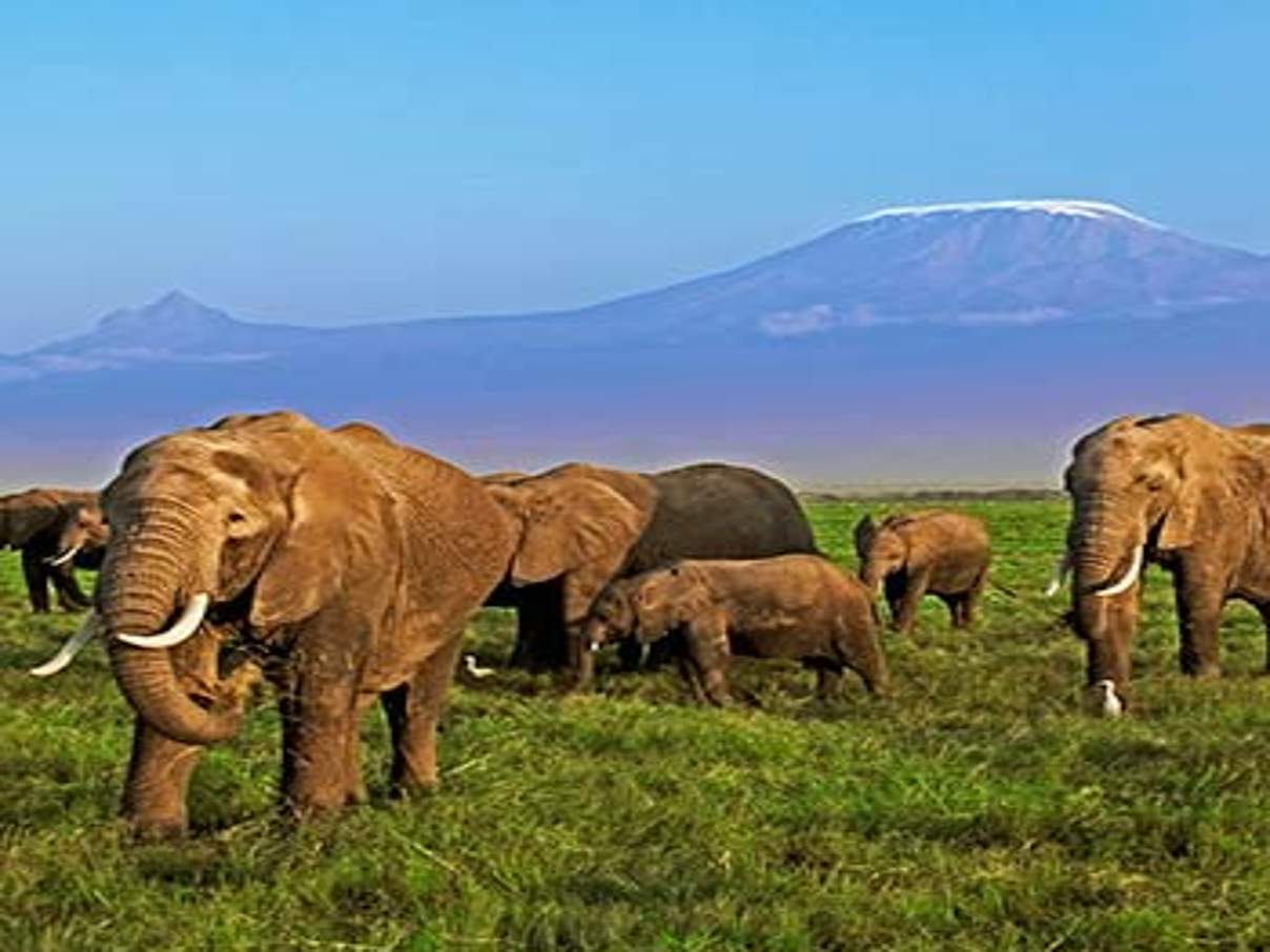 Auch Afrikanische Elefanten sind von der Erderhitzung betroffen © Martin Harvey / WWF