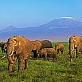 Auch Afrikanische Elefanten sind von der Erderhitzung betroffen © Martin Harvey / WWF