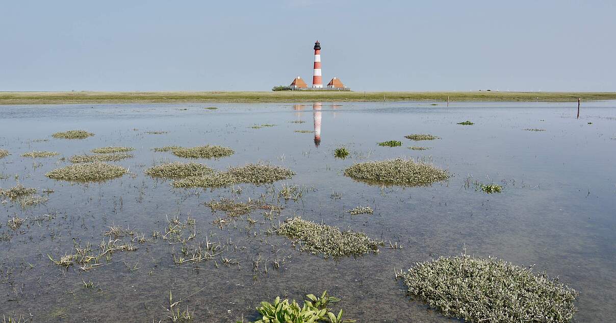 Das Weltnaturerbe Wattenmeer ist durch den Klimawandel und den damit verbundenen Meeresspiegelanstieg massiv bedroht: Wattflächen, Salzwiesen, Strände und Dünen könnten mitsamt ihrer einmaligen Natur durch...