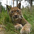 Luchs in Deutschland © Robert Günther / WWF