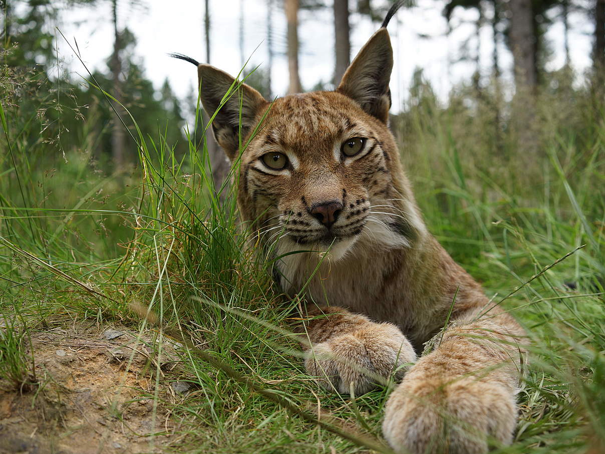 Luchs in Deutschland © Robert Günther / WWF