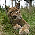 Luchs in Deutschland © Robert Günther / WWF