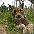 Luchs in Deutschland © Robert Günther / WWF