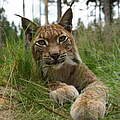 Luchs in Deutschland © Robert Günther / WWF