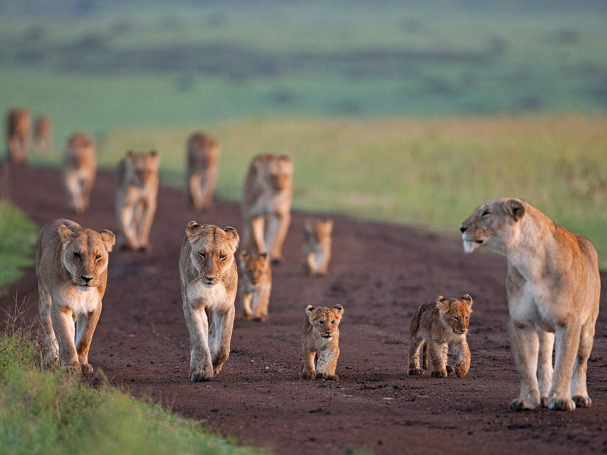 Löwenrudel © naturepl.com / Anup Shah / WWF