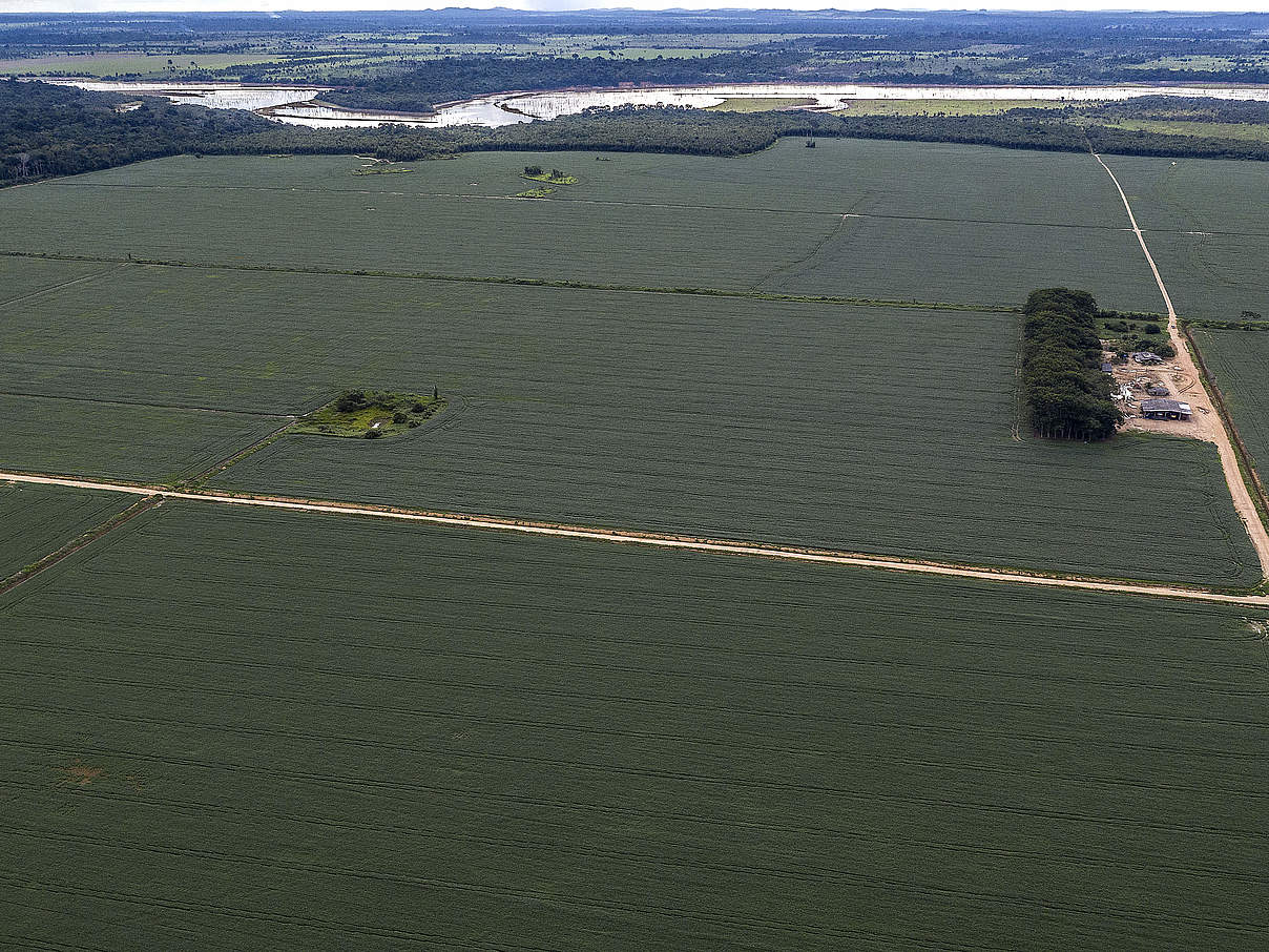 Sojabohnenplantage am BR-364 highway, Rondônia © Marizilda Cruppe / WWF-UK