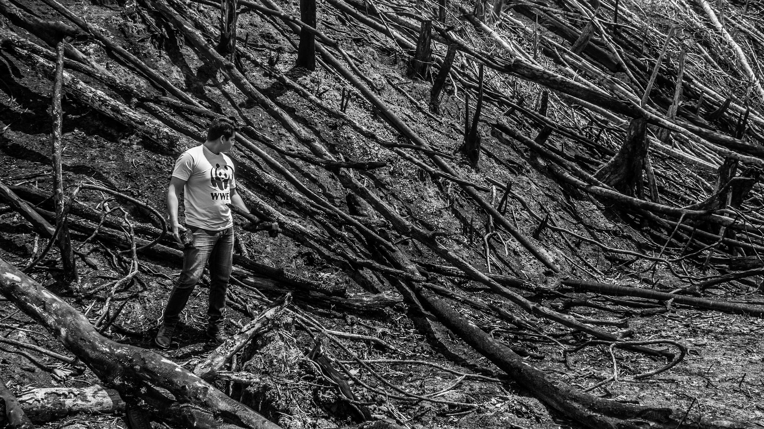 Verbrannter Wald in Brasilien © Ramon Aquim / WWF Brasil