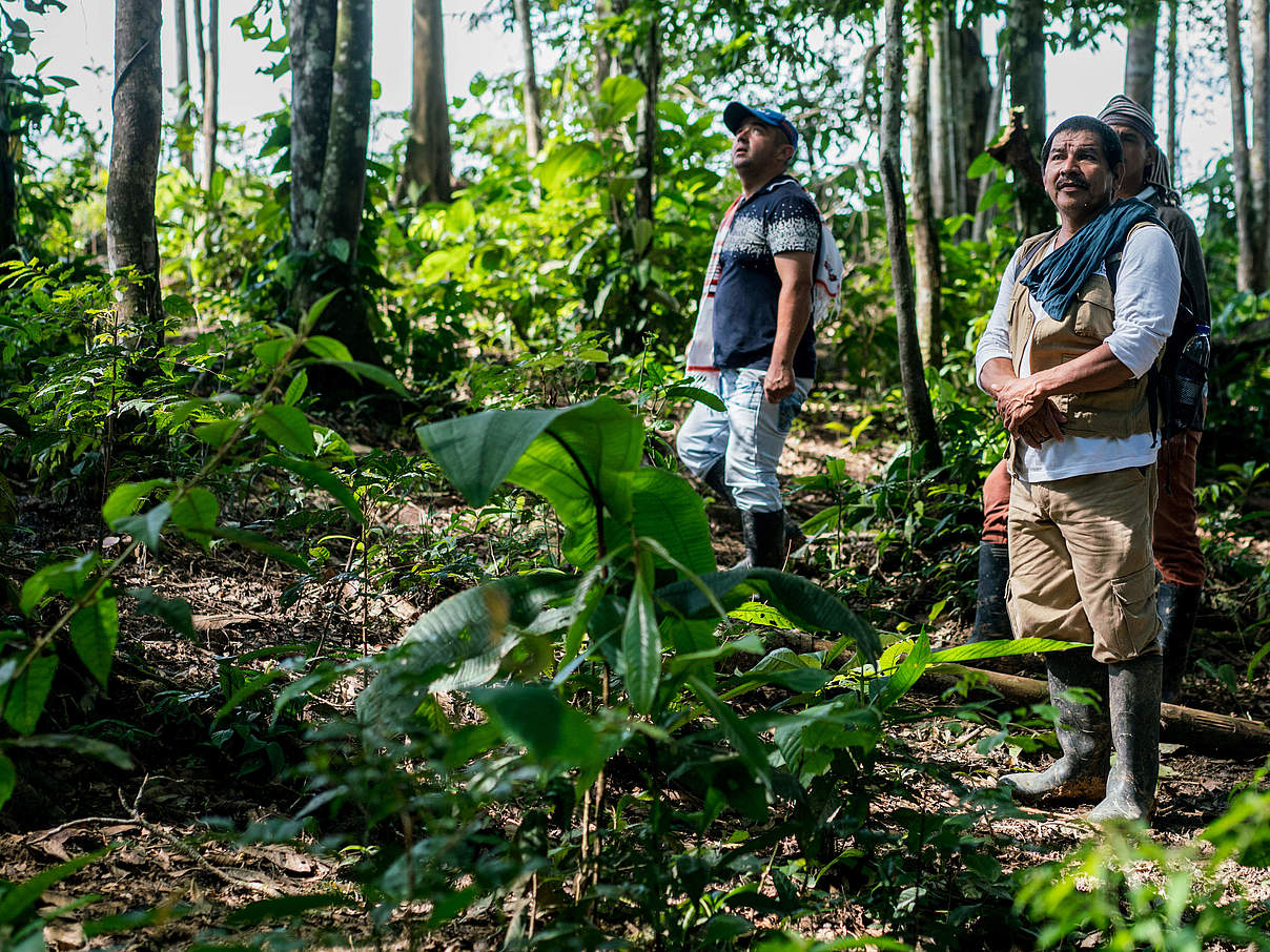 Amazonien Amazonas Regenwald Retten