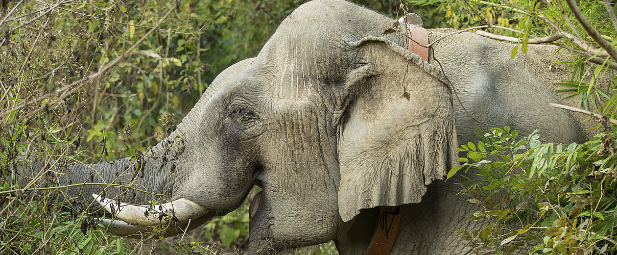 Elefant mit Besenderung © Julia Thiemann / WWF-Germany
