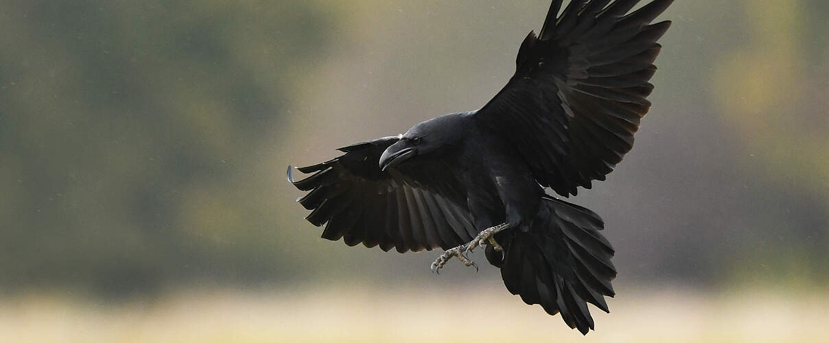 Fliegender Kolkrabe 