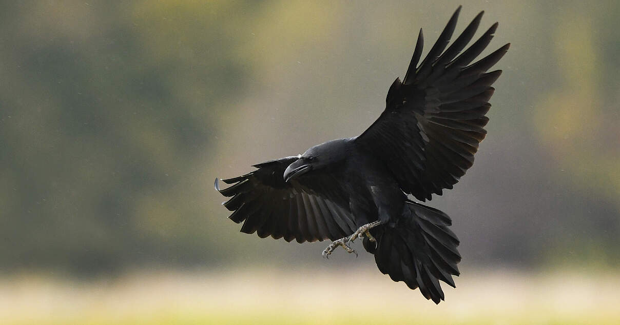 Rabenvögel | WWF Junior