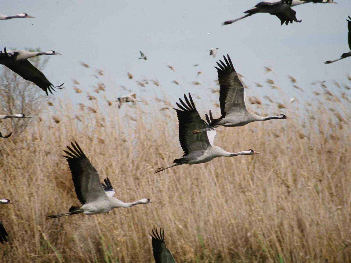 Graukraniche im Flug