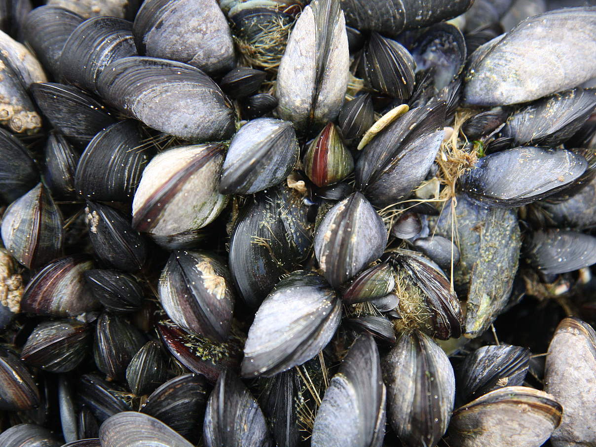 Miesmuscheln bilden häufig Muschelbänke © Katrin Wollny-Goerke