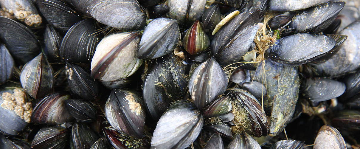 Miesmuscheln bilden häufig Muschelbänke © Katrin Wollny-Goerke