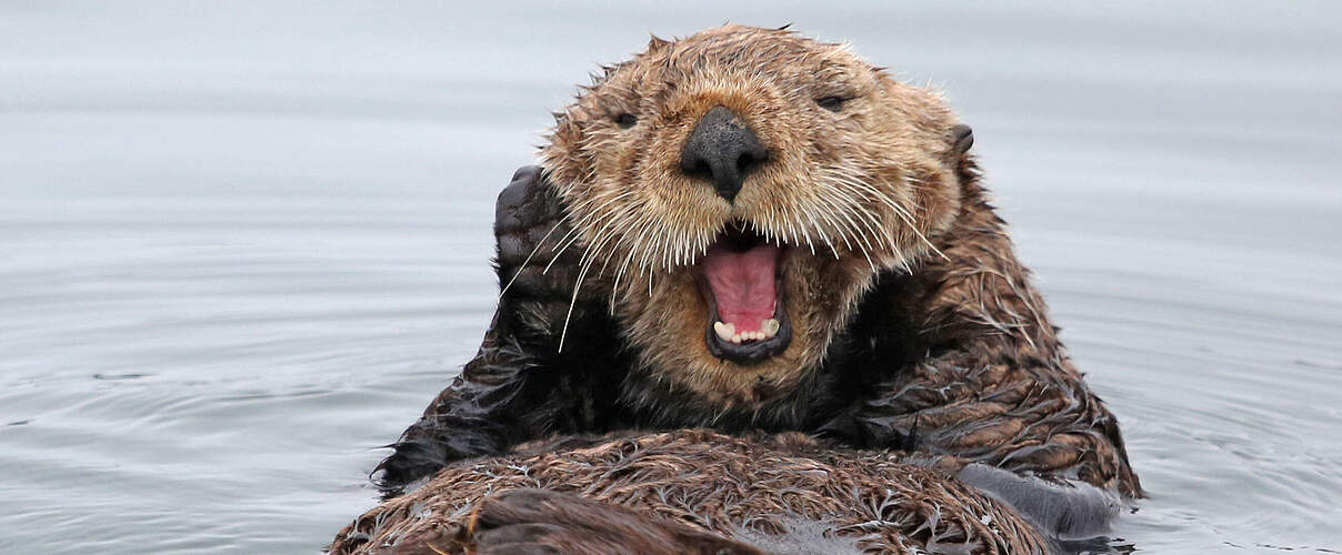 Otter © Jim Lewis