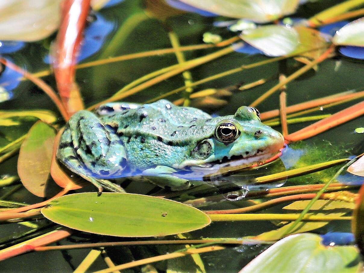 Teichfrosch