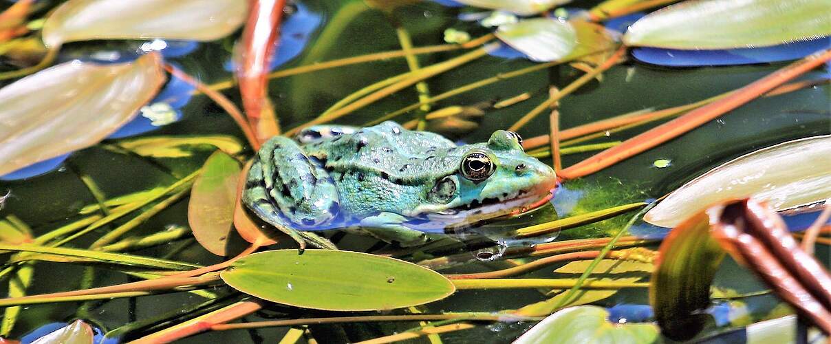 Teichfrosch