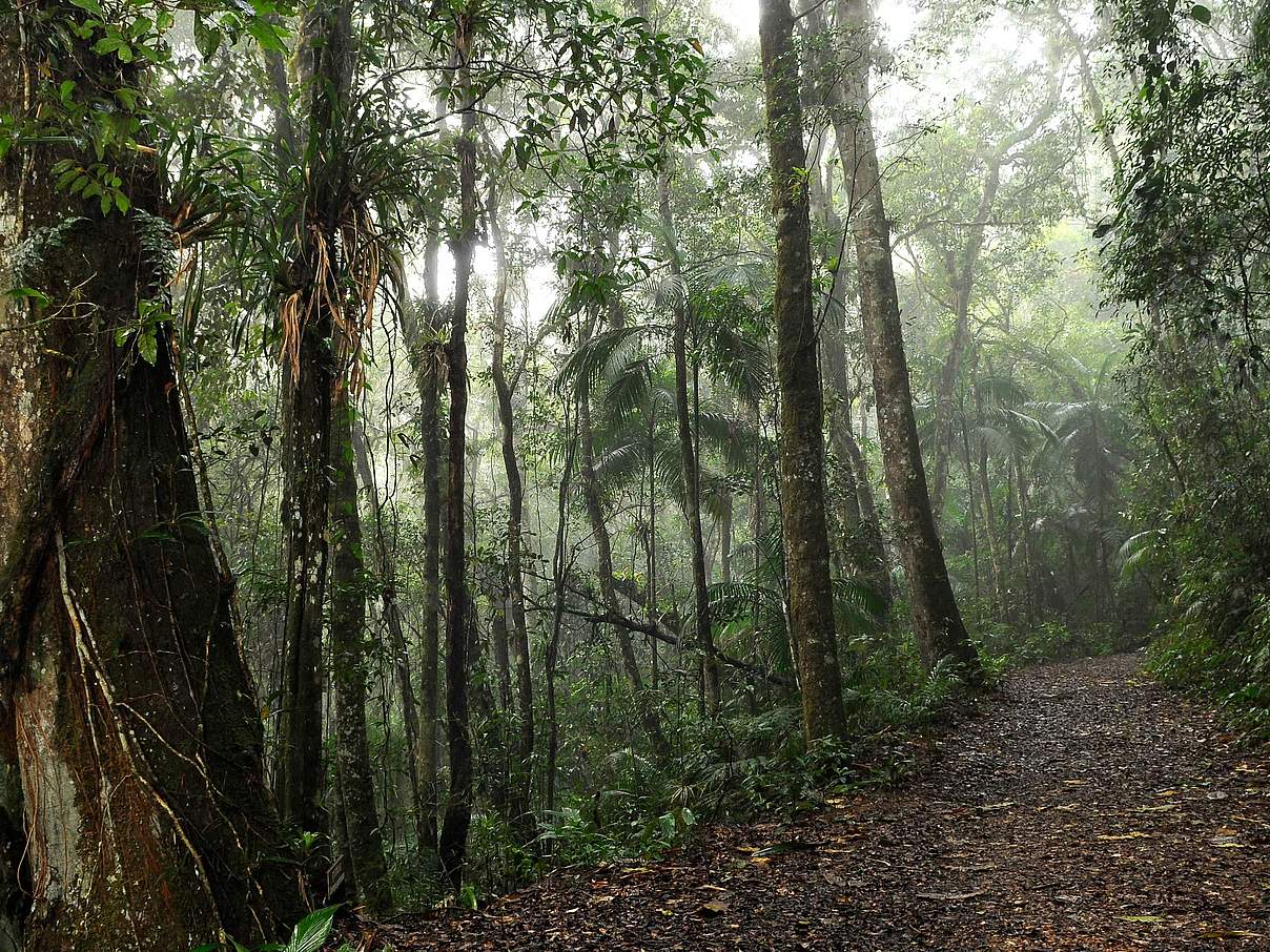 Weg durch den Regenwald © Adriano Gambarini / WWF Brasilien
