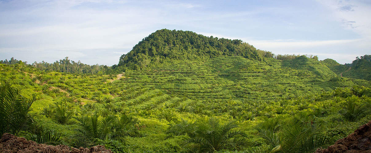 Palmölpflanzen auf der Plantage © Mazidi Abd Ghani / WWF Malaysia