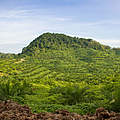 Palmölpflanzen auf der Plantage © Mazidi Abd Ghani / WWF Malaysia