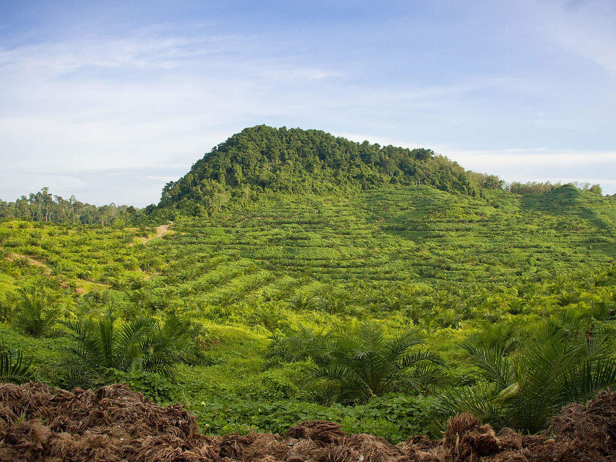 Palmölpflanzen auf der Plantage © Mazidi Abd Ghani / WWF Malaysia