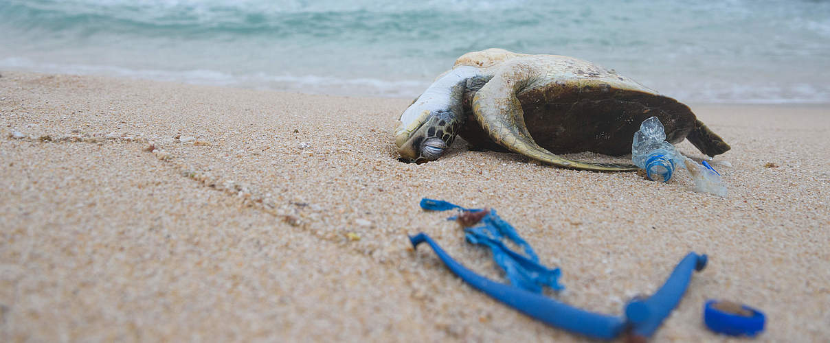 Tote Schildkröte am Strand © GettyImages