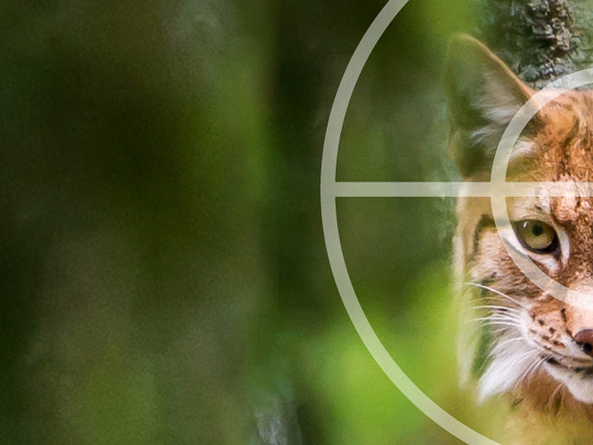 WWF Wilderei Notruf © WWF
